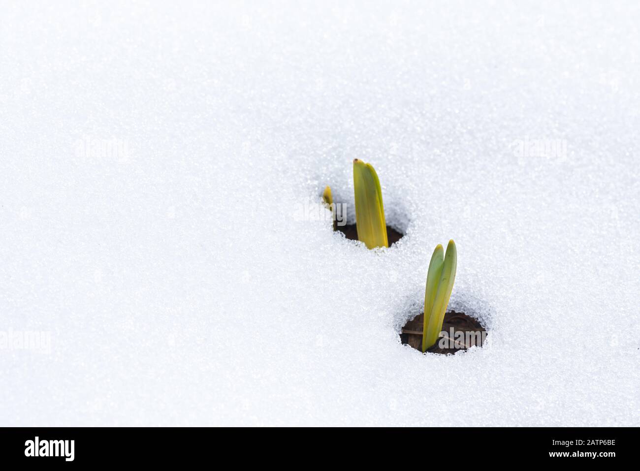 Les feuilles de Daffodil émergent à travers la neige au début du printemps Banque D'Images