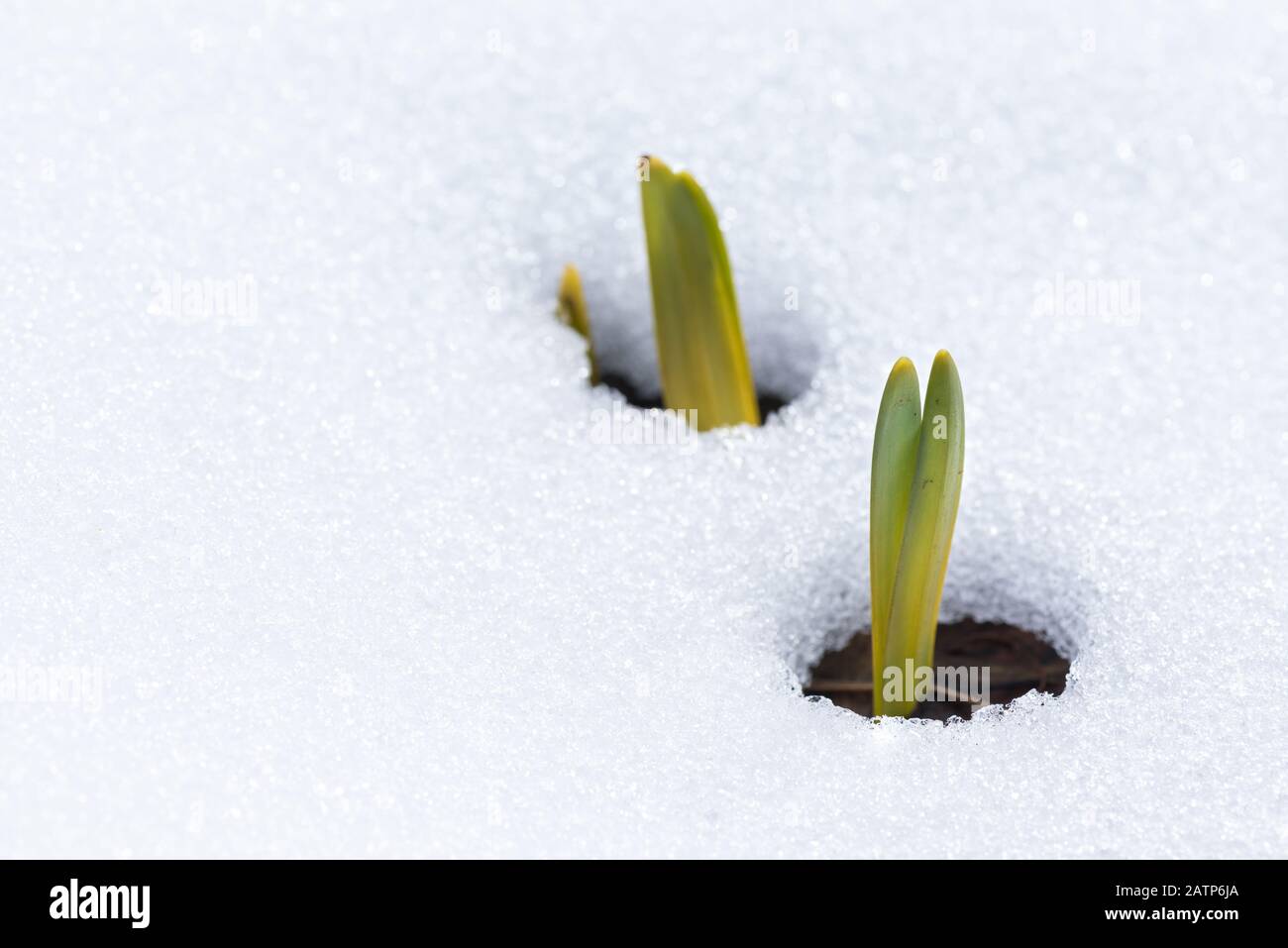 Les feuilles de Daffodil émergent à travers la neige au début du printemps Banque D'Images