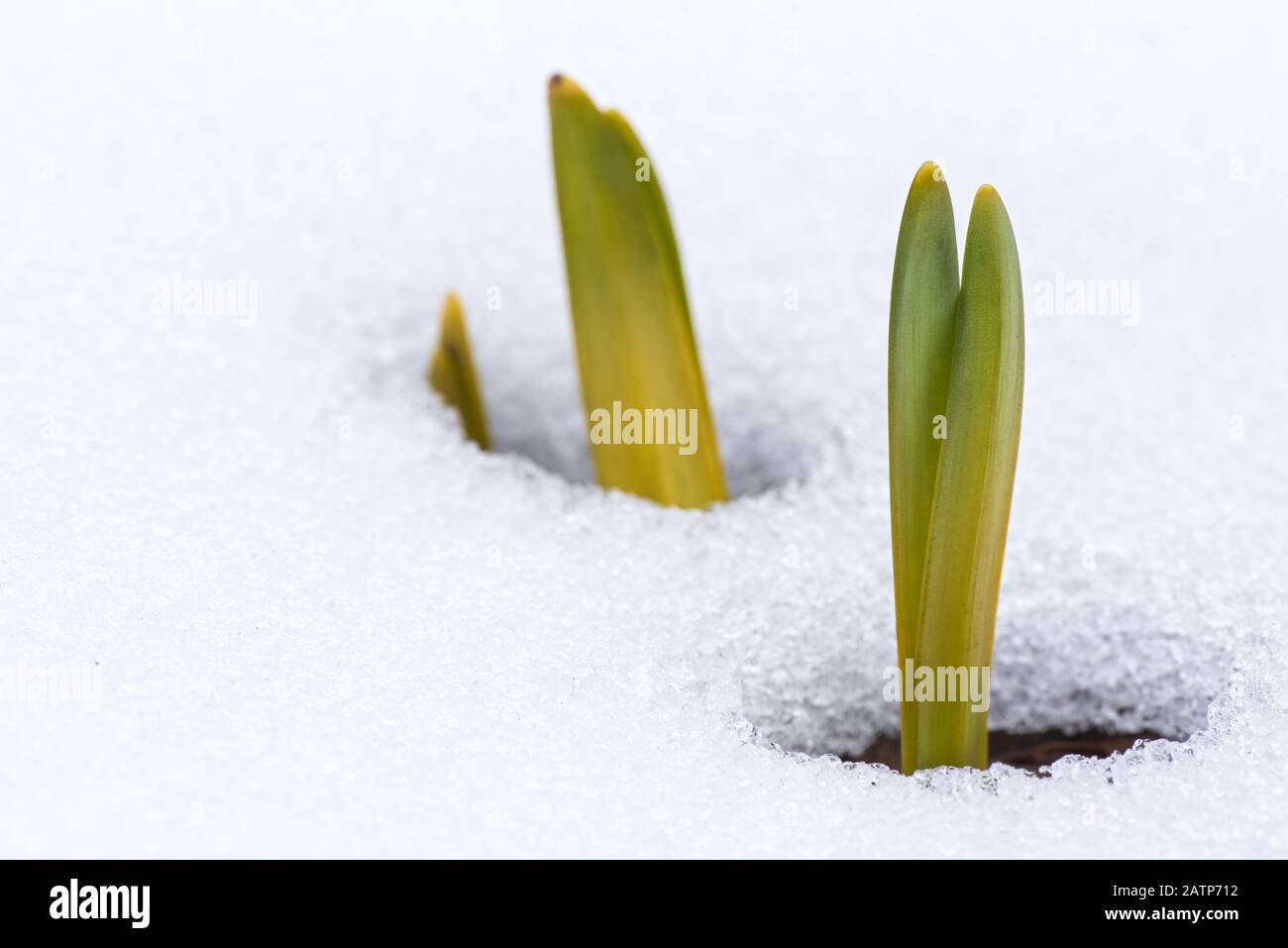 Les feuilles de Daffodil émergent à travers la neige au début du printemps Banque D'Images