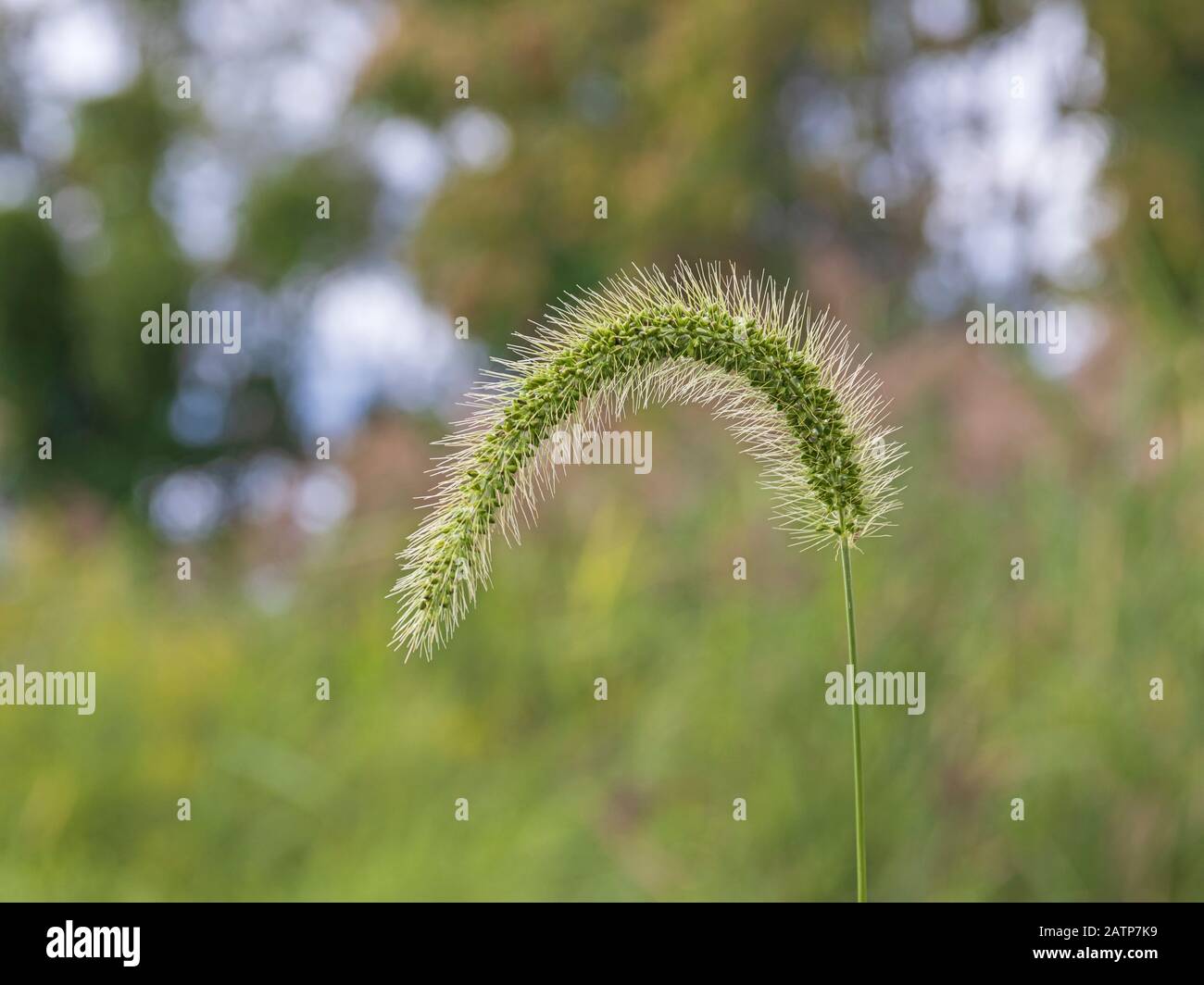 Gazon roseau à plumes vertes avec fond de forêt flou Banque D'Images