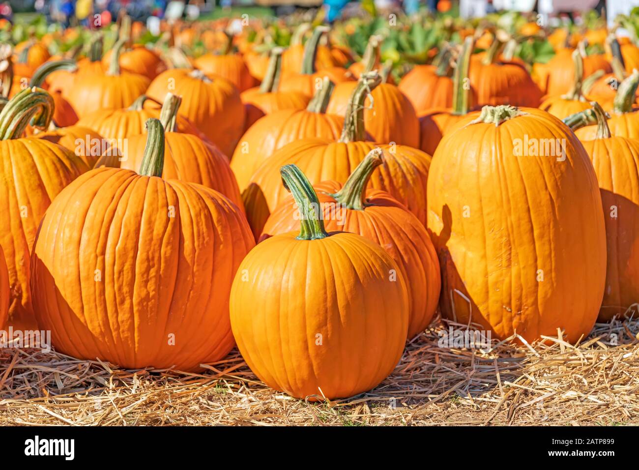 ferme de citrouilles Banque D'Images