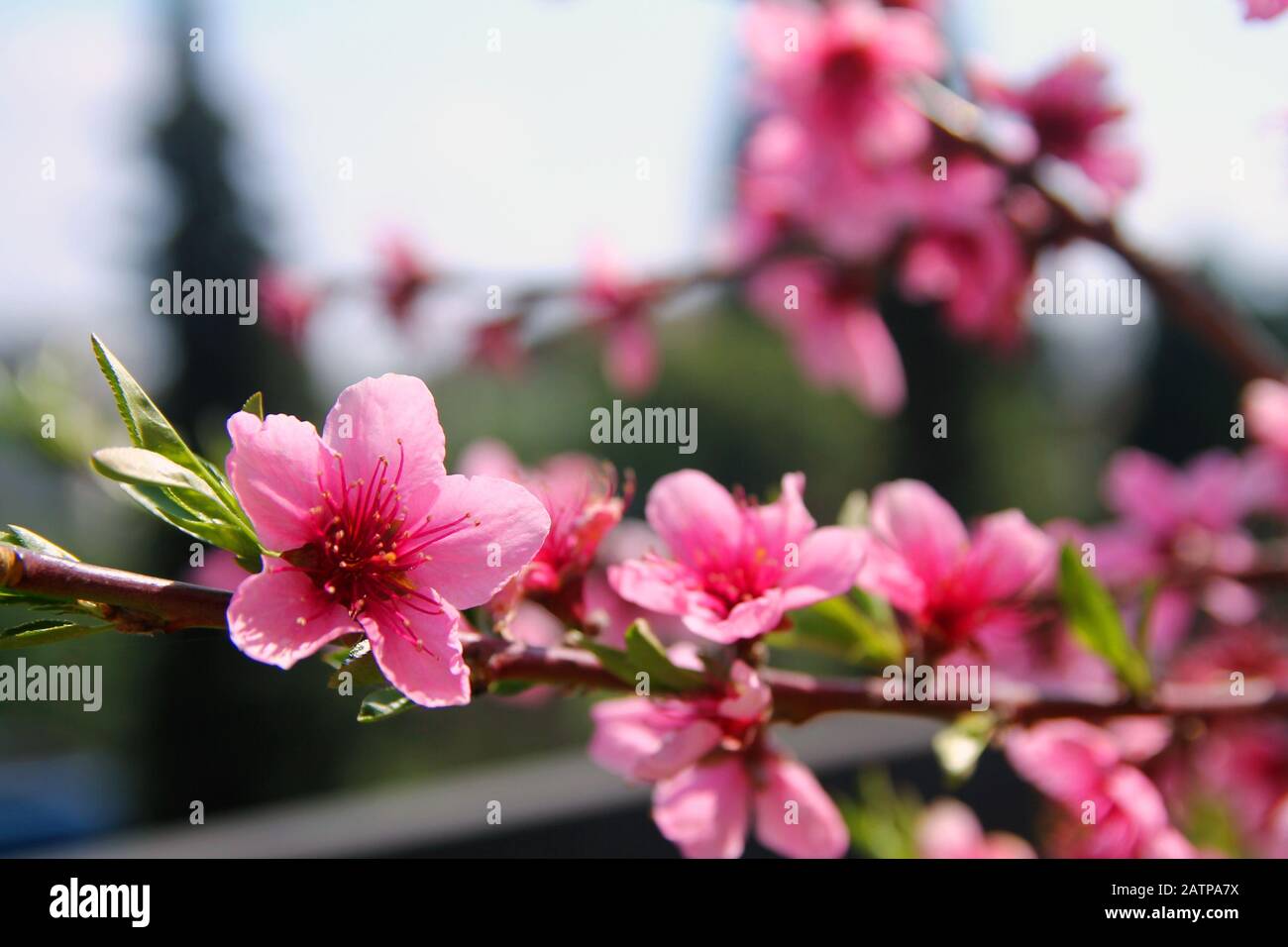 Fleurs roses de pêche annonçant la saison de printemps Banque D'Images