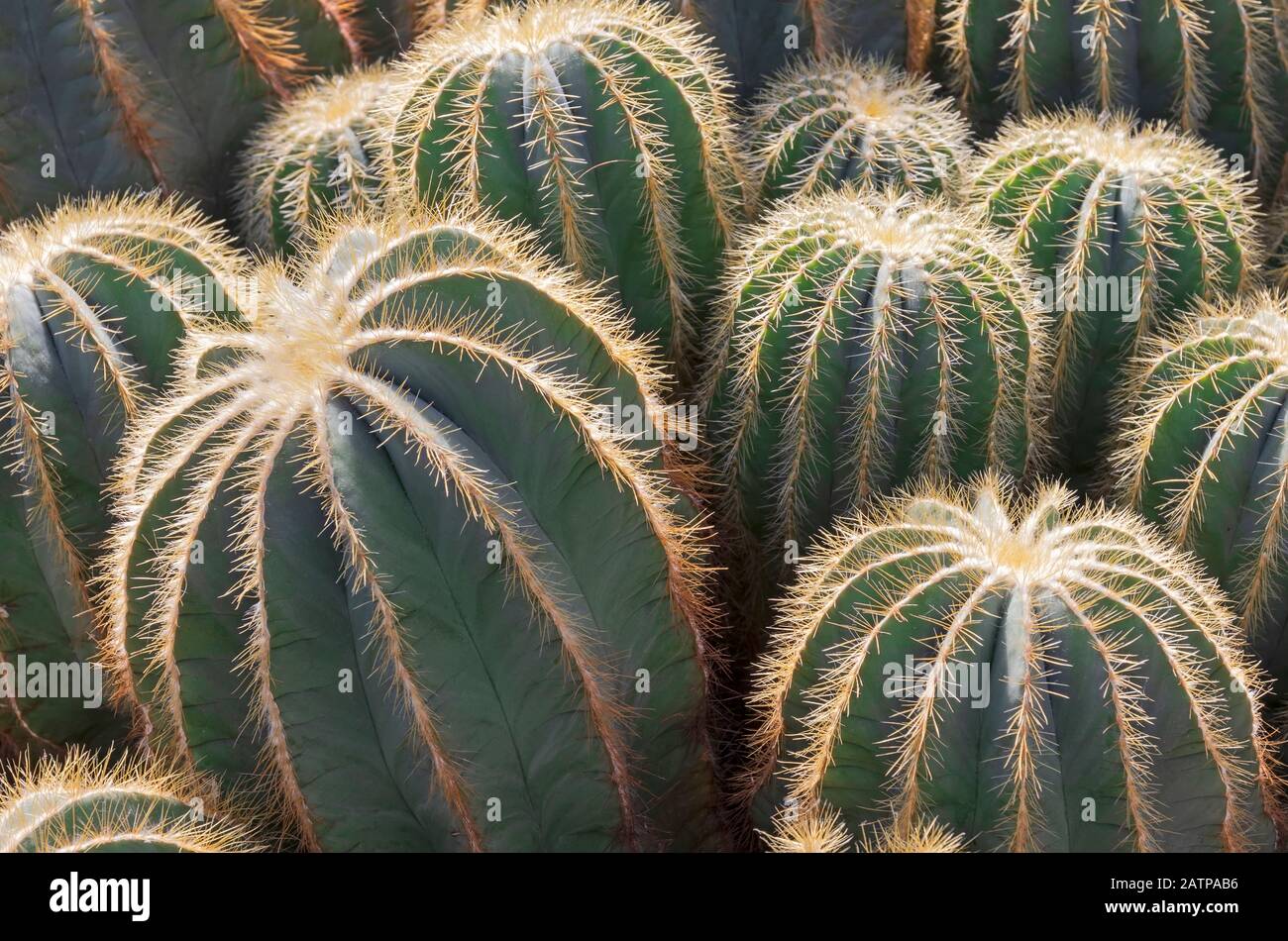 Balle d'or cactus / Echocactus grusonii gros plan Banque D'Images