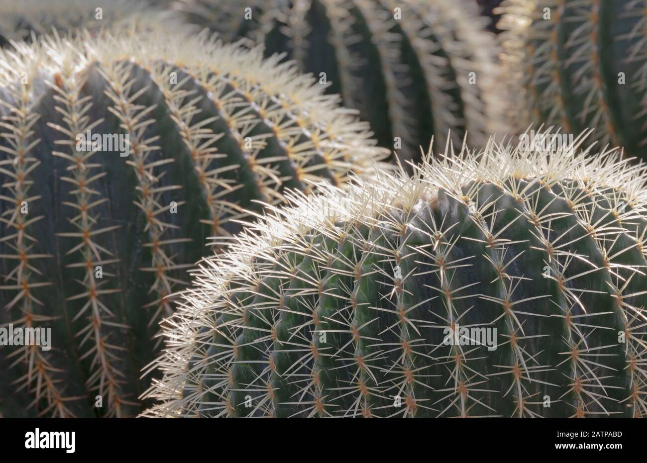 Macro de groupe Cactus au soleil du désert. Cactus de boule d'or / Echocactus grusonii Banque D'Images