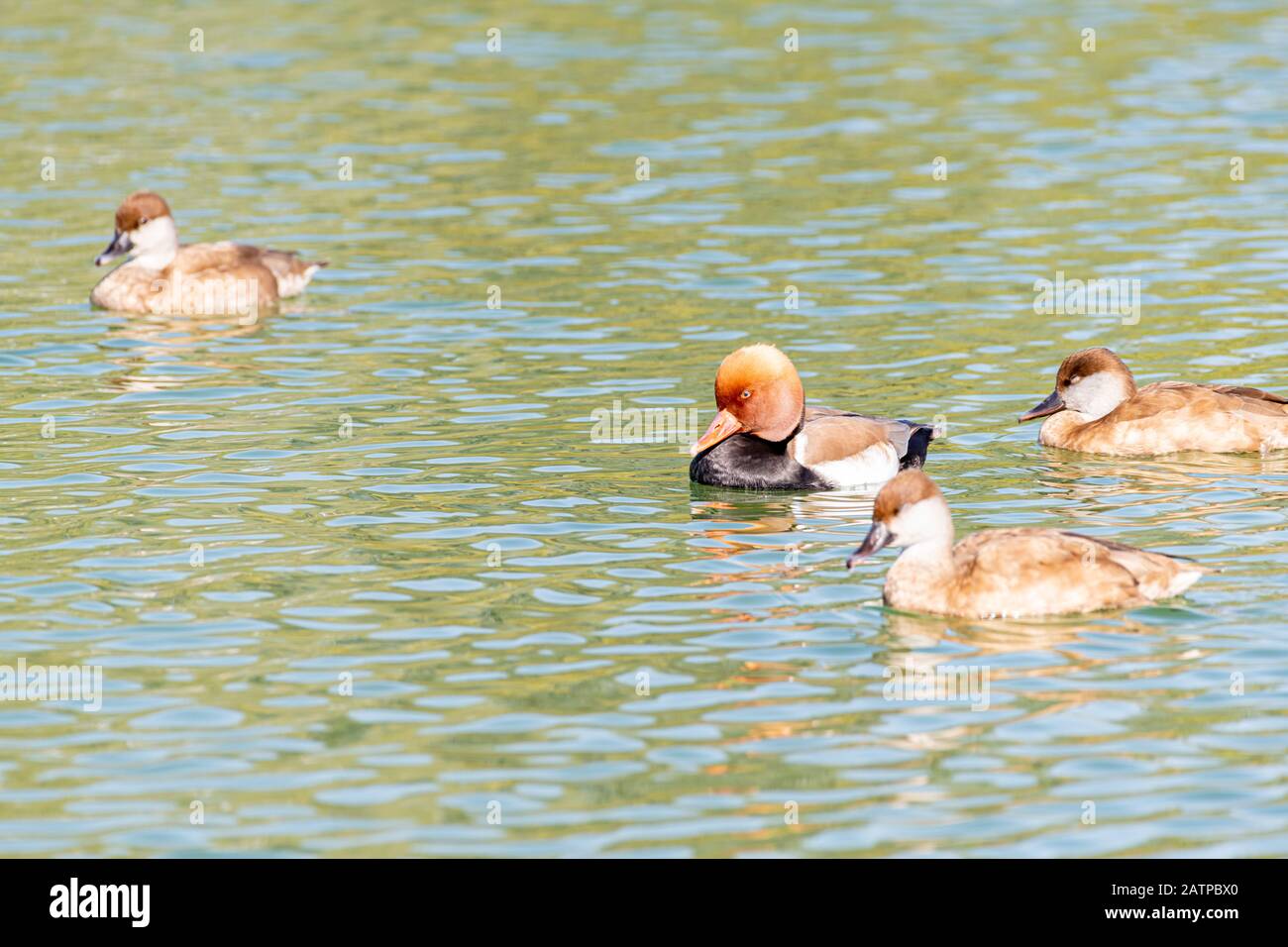 Genre de canards nageant dans un lac Banque D'Images