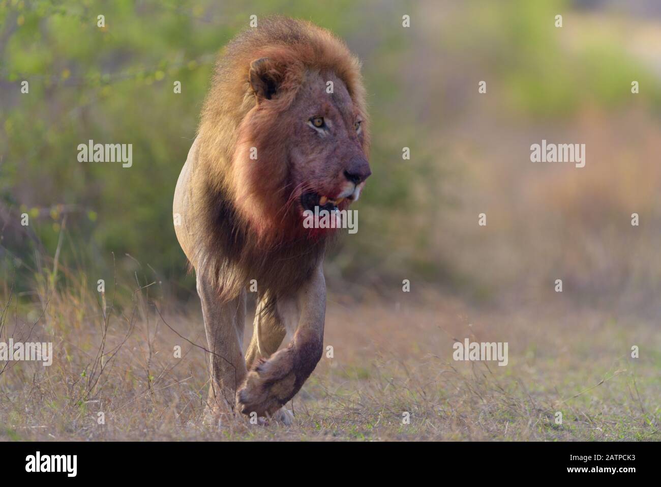 Lion avec une mane sanglante, le sang face lion Banque D'Images
