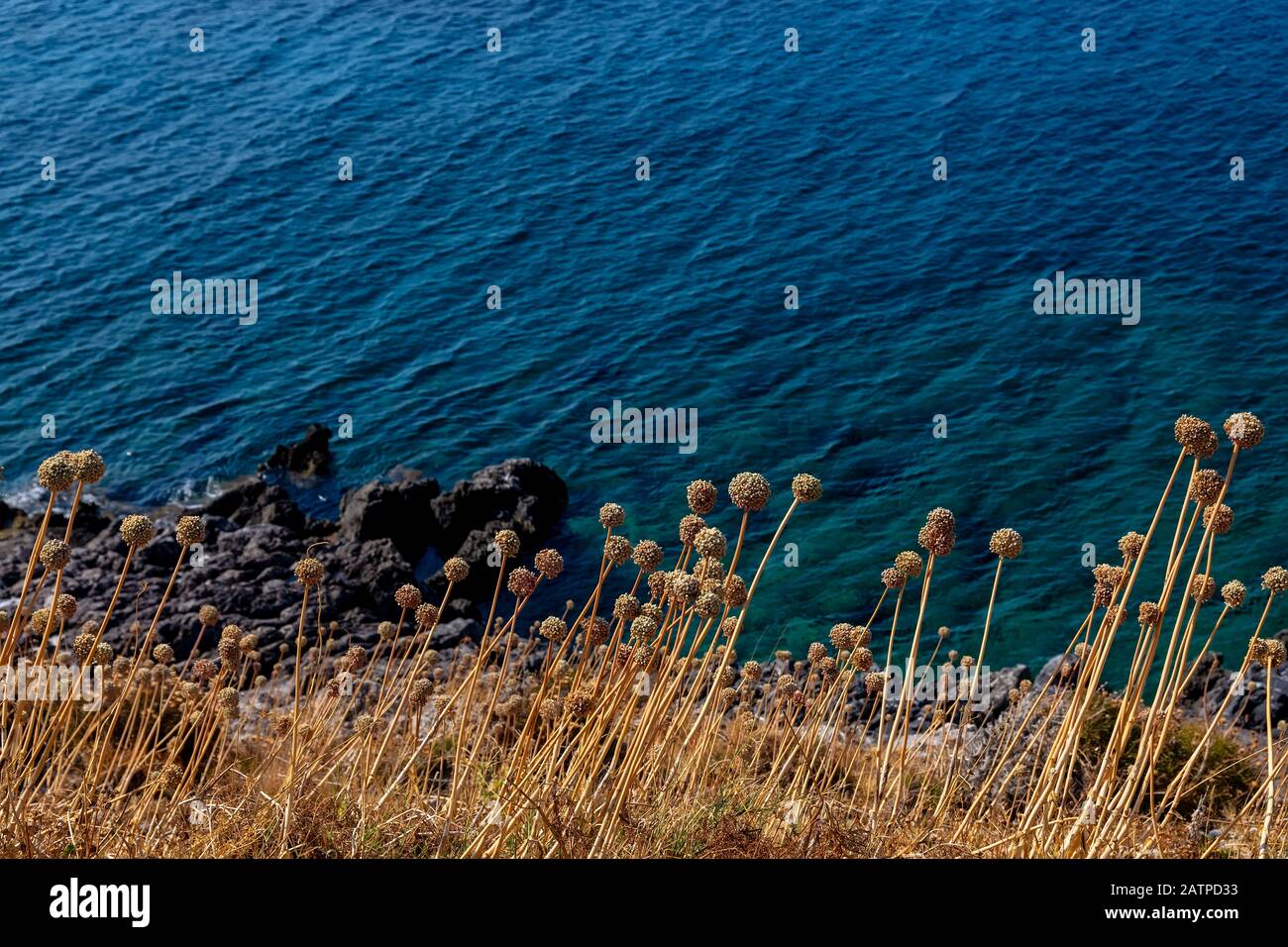 Fleurs de poireaux fleuries fleuries sur l'île de Monemvasia château médiéval surplombant la mer Égée. Monemvasia, Péloponnèse, Grèce Banque D'Images
