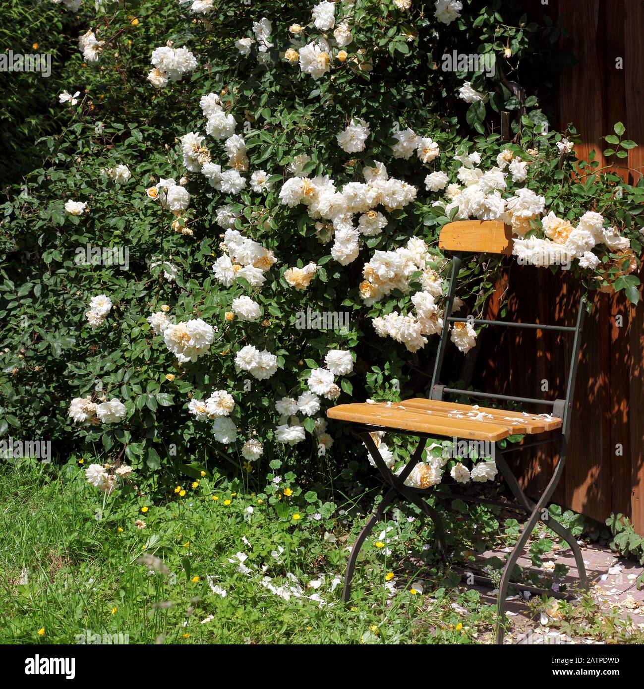 Hangar à outils avec roses et chaise Banque D'Images