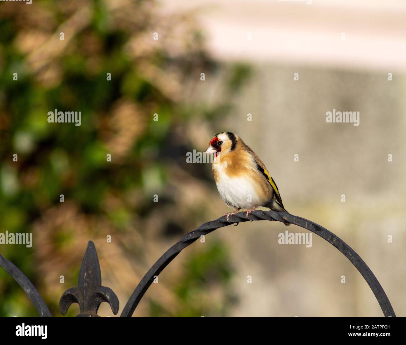 Goldfinch Carduelis carduelis en plumage adulte perché dans le jardin irlandais Banque D'Images
