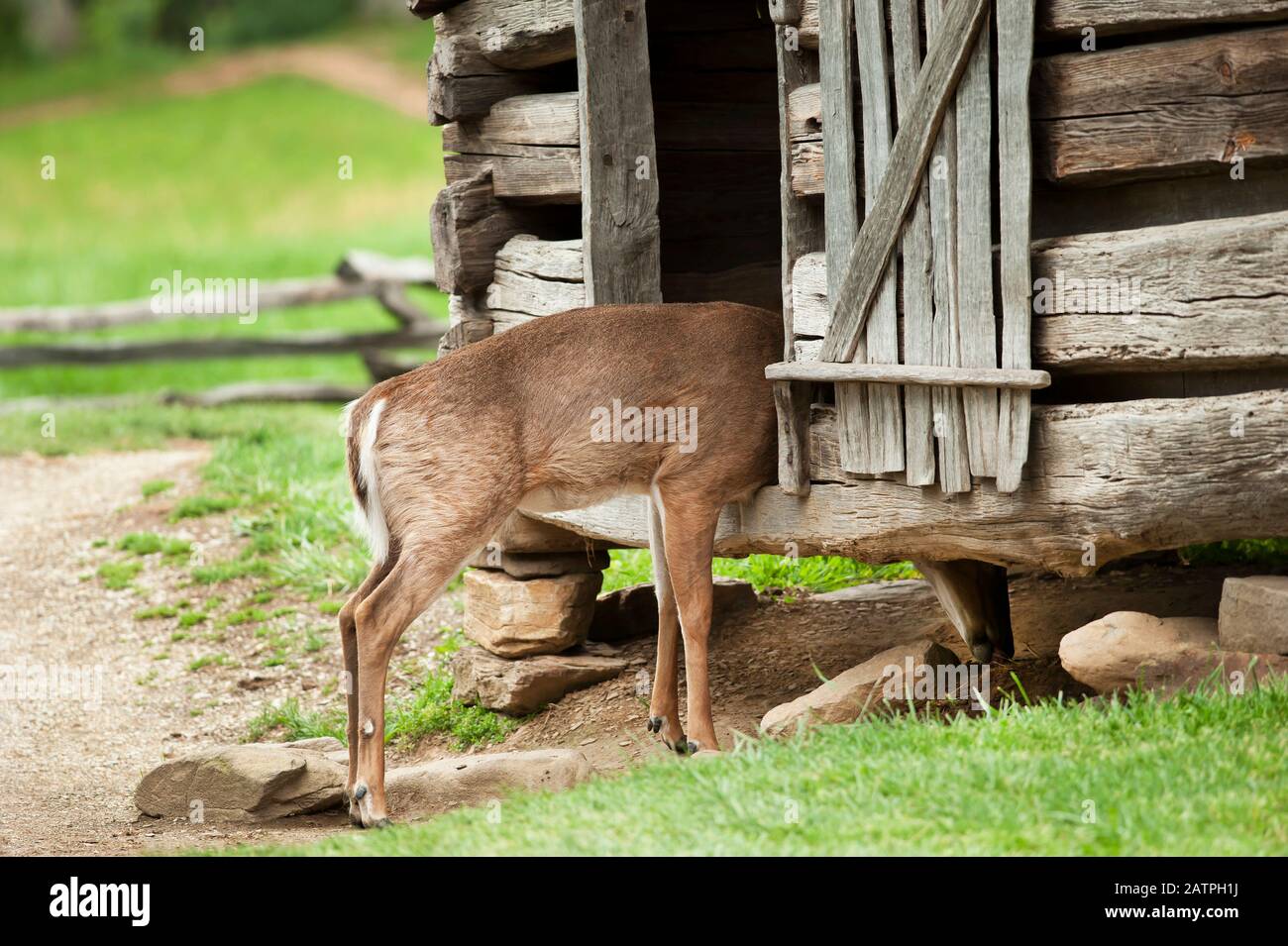 Un cerf regardant à l'intérieur d'une structure rustique de bois pour la nourriture. Banque D'Images