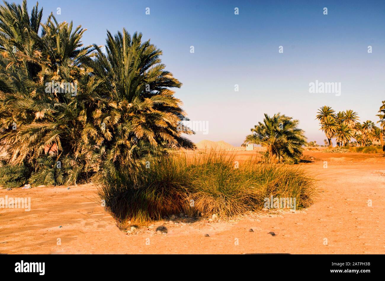 Une pièce maîtresse incroyable et naturelle. Plage de palmiers Banque D'Images