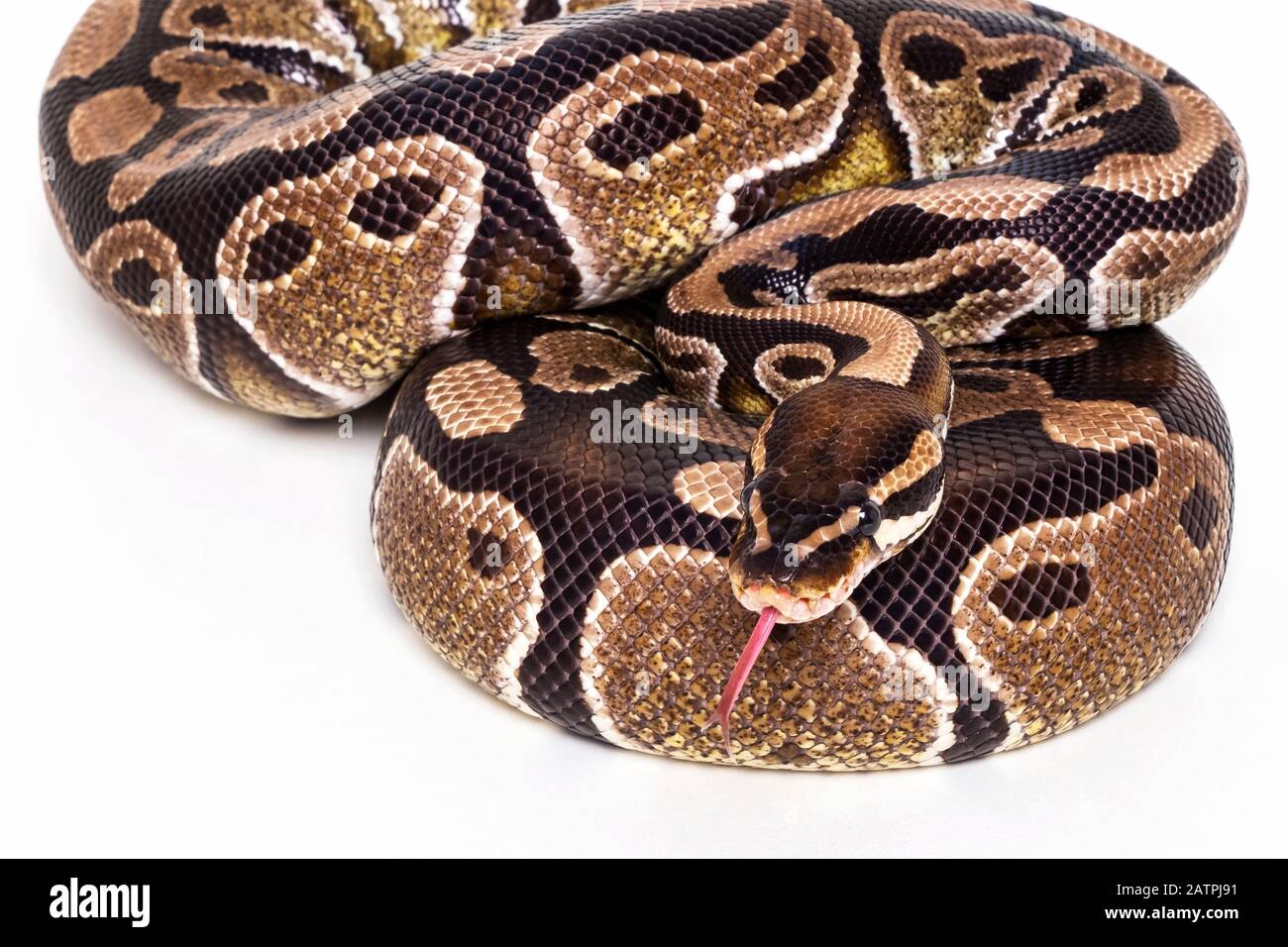 Ball Python (Python regius) posant pour la caméra sur un fond blanc; Studio Banque D'Images