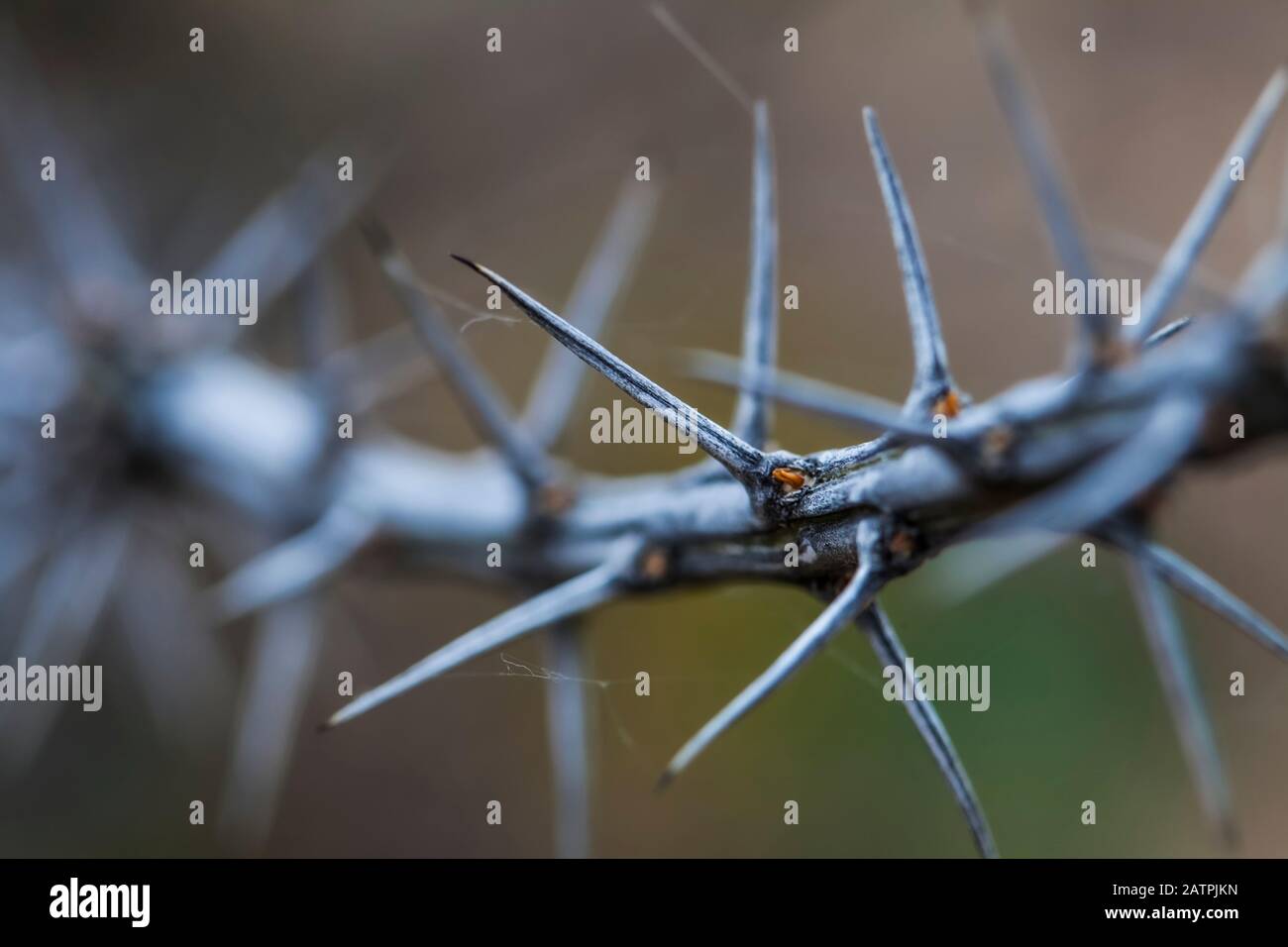 Plante épineuse, désert de Chihuahuan, parc national Oliver Lee Memorial; Alamogordo, Nouveau-Mexique, États-Unis d'Amérique Banque D'Images