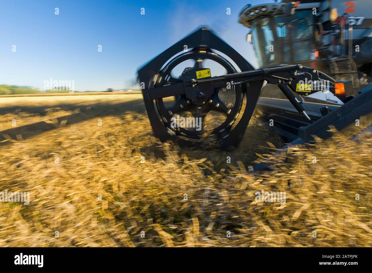 Une moissonneuse-batteuse coupe droit dans un champ mature de canola debout pendant la récolte, près de Lorette, Manitoba, Canada Banque D'Images