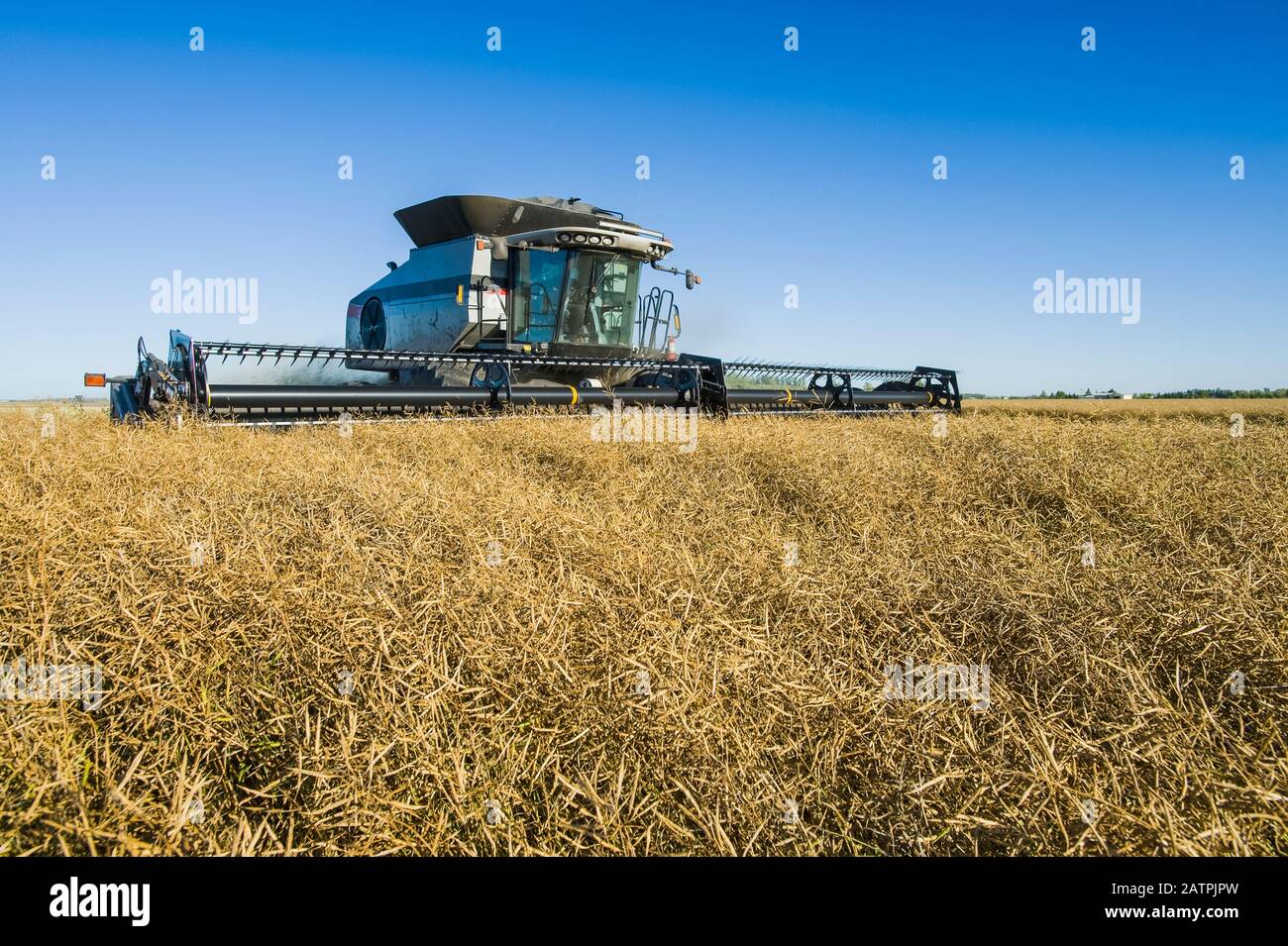 Une moissonneuse-batteuse coupe droit dans un champ mature de canola debout pendant la récolte, près de Lorette, Manitoba, Canada Banque D'Images