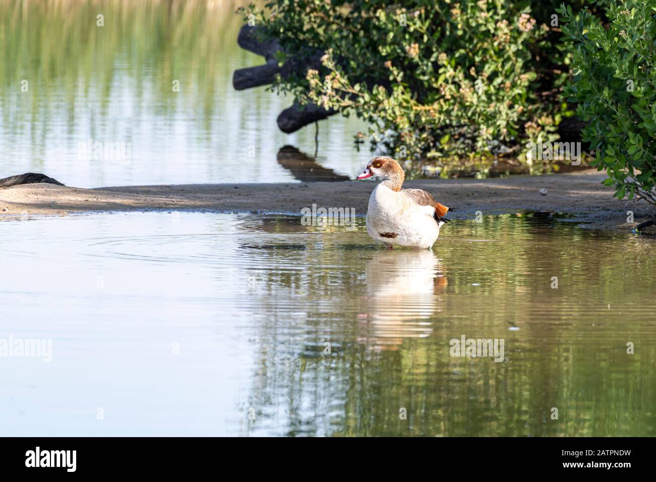 Genre de canard dans un lac Banque D'Images