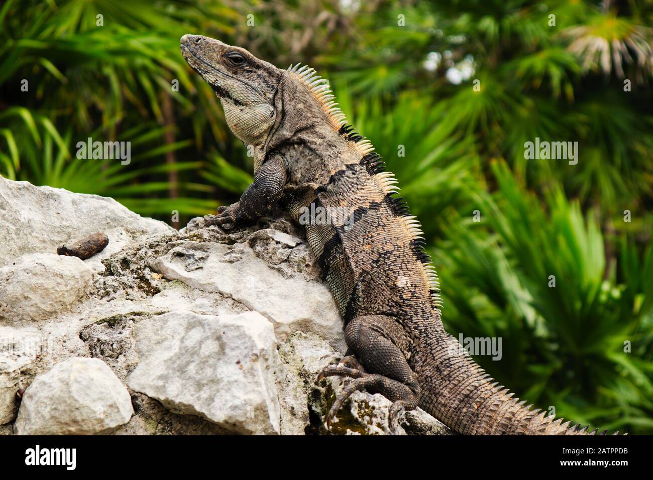 Iguana bronzer sur une ruine maya en face de quelques palmiers Banque D'Images