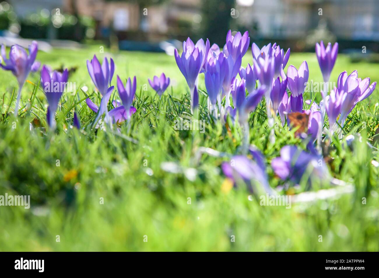 Northampton, Royaume-Uni, Crocuses en fleurs qui poussent à travers l'herbe par une journée ensoleillée dans un parc de ville apportant une purée de couleurs en hiver. Banque D'Images