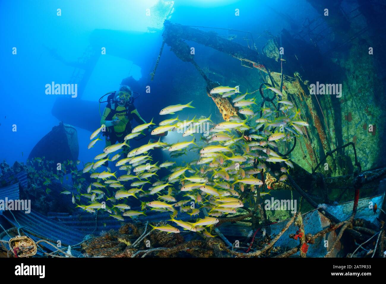 École poissons de chèvre à nageoires jaunes, Mulloïdichthys vanicolensis et plongée sous-marine sur l'épave Salem Express, Safaga, Egypte, Mer Rouge, Océan Indien, MR Banque D'Images