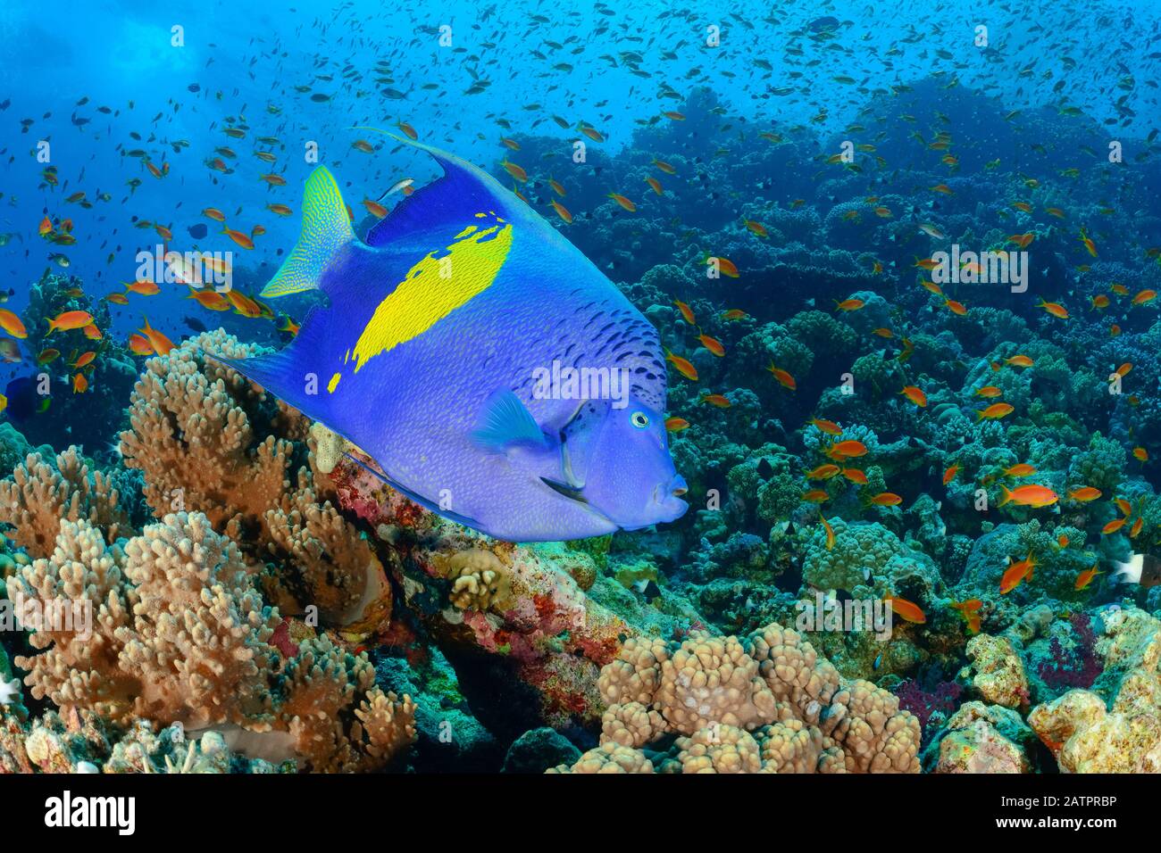 Albacbar Angelfish, Pomacanthus Maculalosus, Marsa Alam, Wadi Gimal, Egypte, Mer Rouge, Océan Indien Banque D'Images