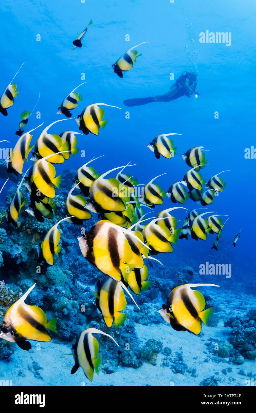 École Mer Rouge Bannerfish, Heniochus intermetro, et plongée sous-marine, Marsa Alam, Egypte, Mer Rouge, Océan Indien, MR Banque D'Images