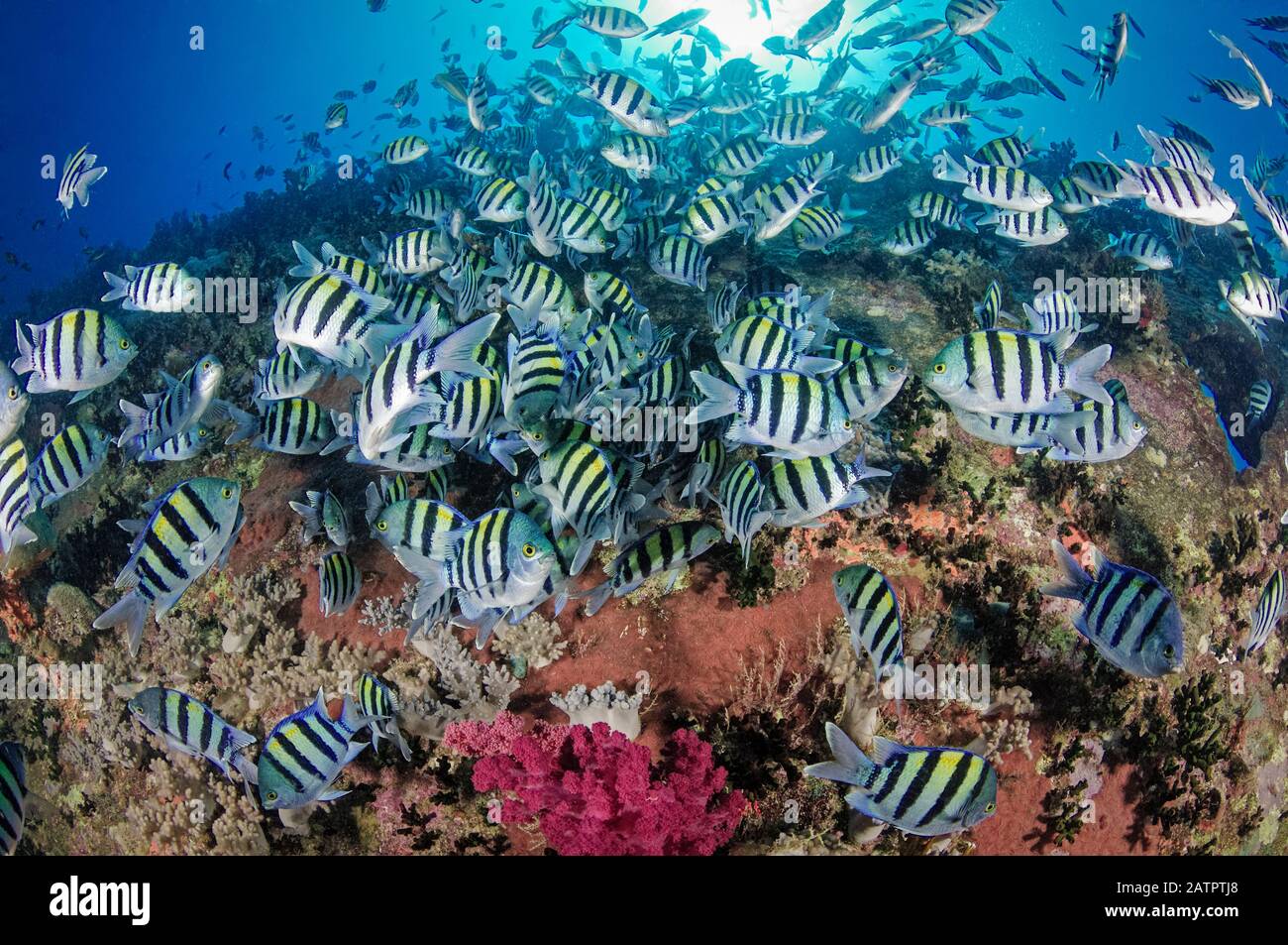 Indo-Pacific sergeant ou sergent Major, Abudefduf vaigiensis, agrégation d'accouplement, sur l'épave SS Ulysses, détroit de Gubal, Egypte, Mer Rouge, Indien Banque D'Images