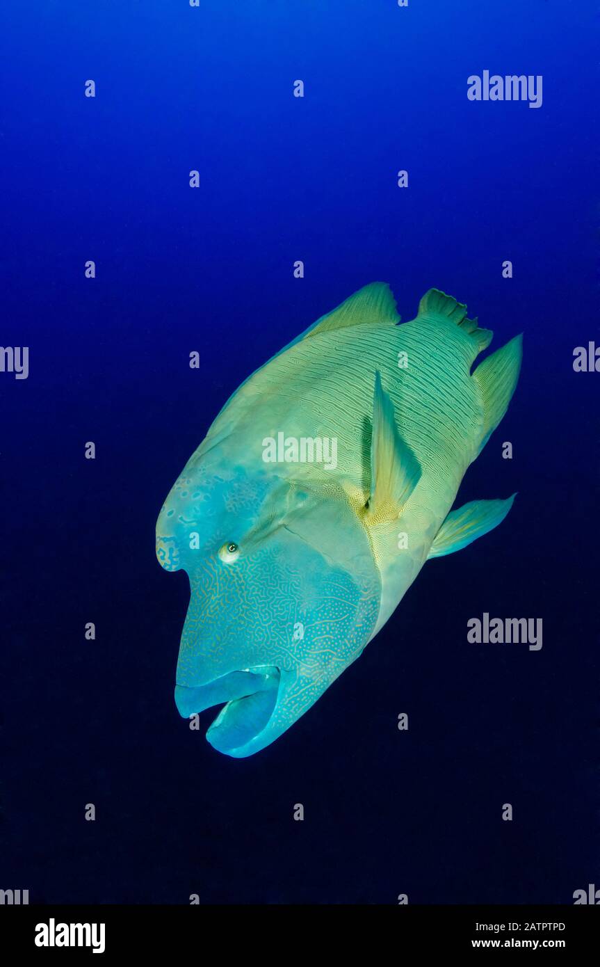 Humead Wrasse Ou Napoléon Fish, Cheilinus Undulatus, Little Brother, Îles Brother, Egypte, Mer Rouge, Océan Indien Banque D'Images