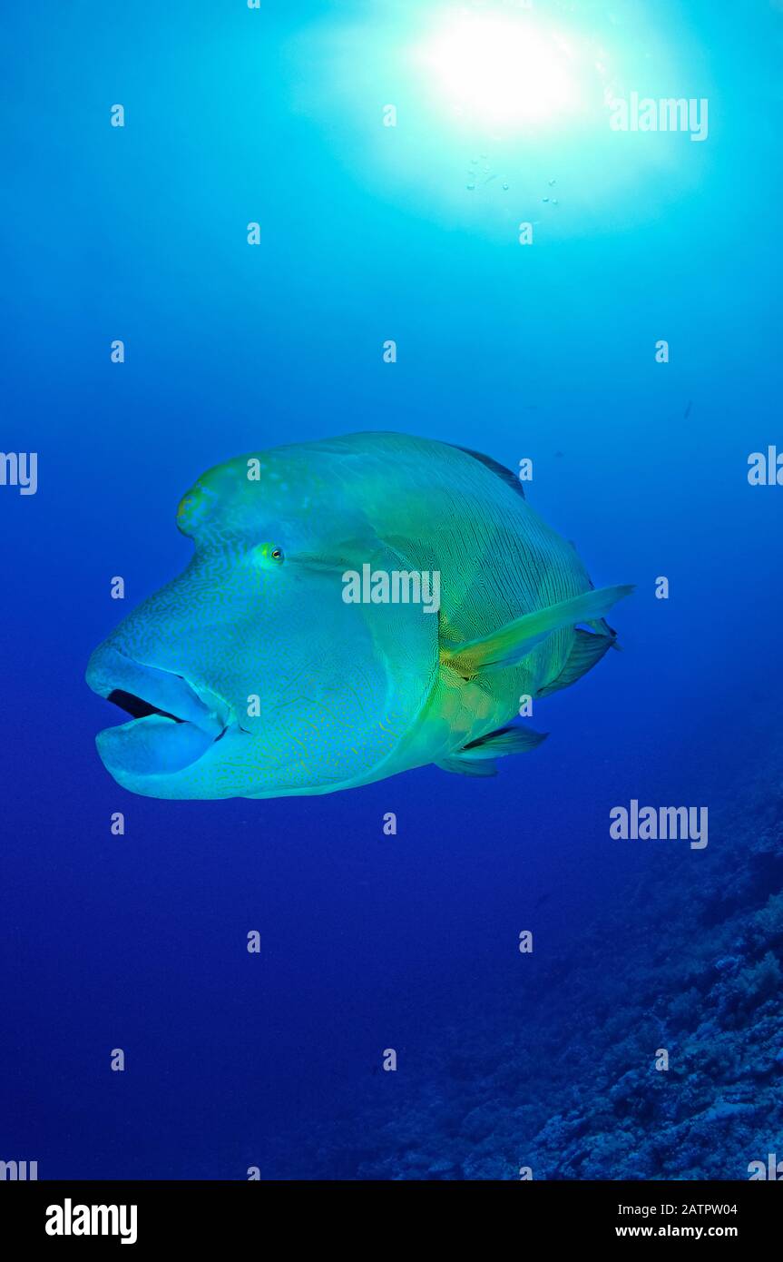 Humead Wrasse Ou Napoléon Fish, Cheilinus Undulatus, Little Brother, Îles Brother, Egypte, Mer Rouge, Océan Indien Banque D'Images