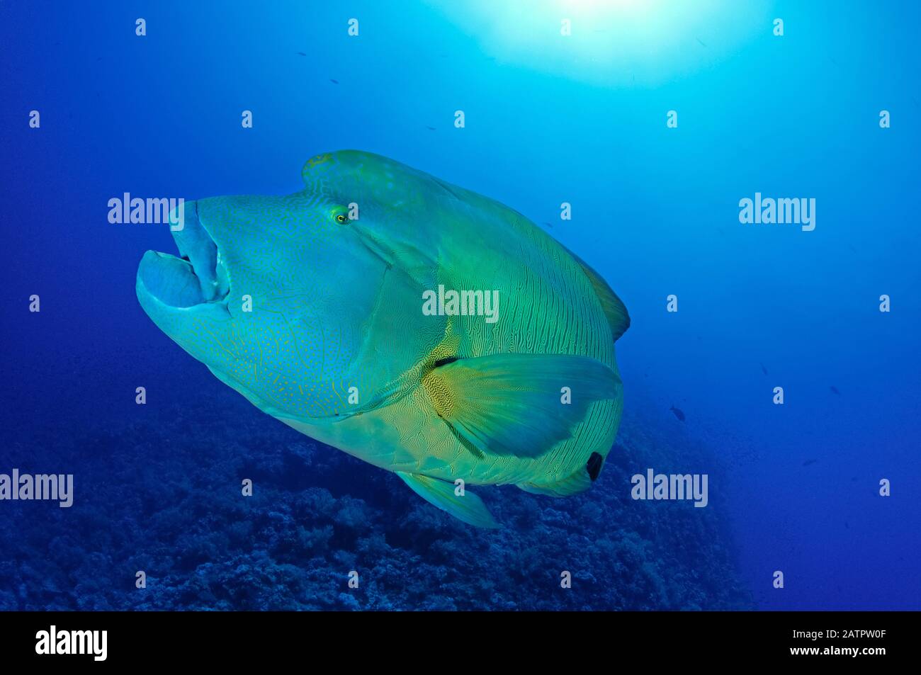 Humead Wrasse Ou Napoléon Fish, Cheilinus Undulatus, Little Brother, Îles Brother, Egypte, Mer Rouge, Océan Indien Banque D'Images