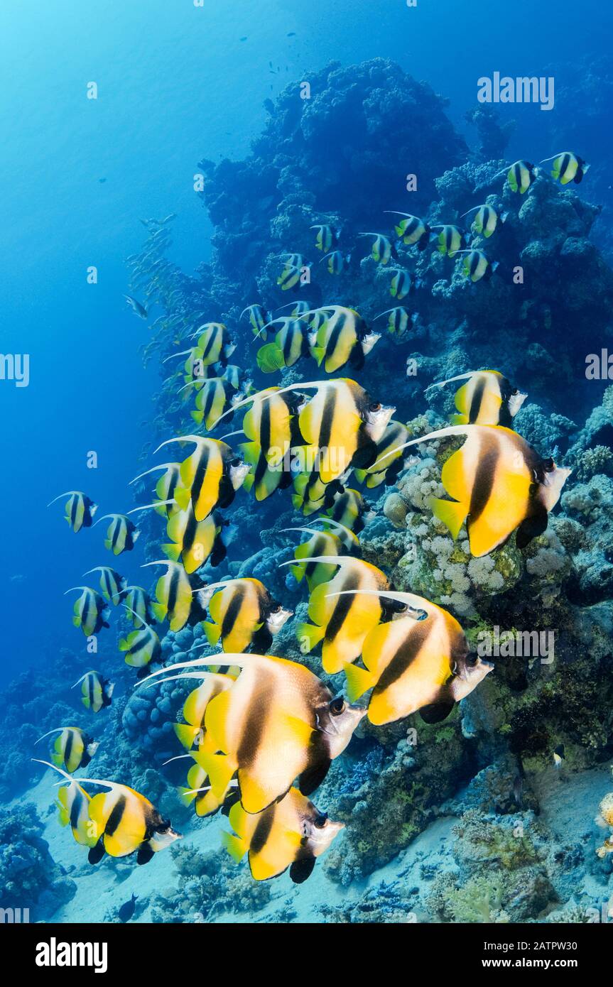 École Mer Rouge Bannerfish, Heniochus Intermetro, Marsa Alam, Egypte, Mer Rouge, Océan Indien Banque D'Images
