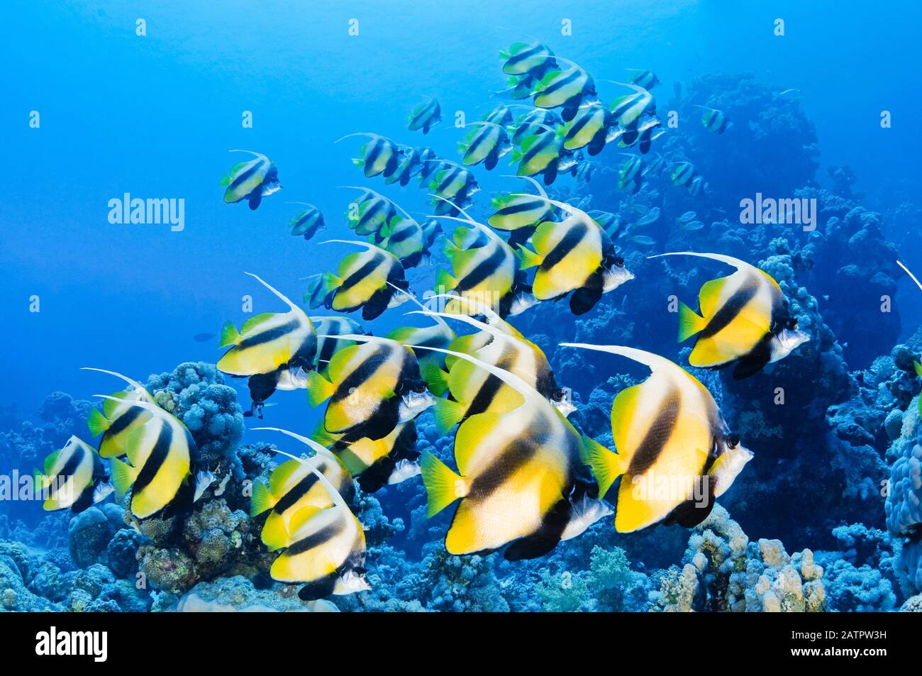 École Mer Rouge Bannerfish, Heniochus Intermetro, Marsa Alam, Egypte, Mer Rouge, Océan Indien Banque D'Images