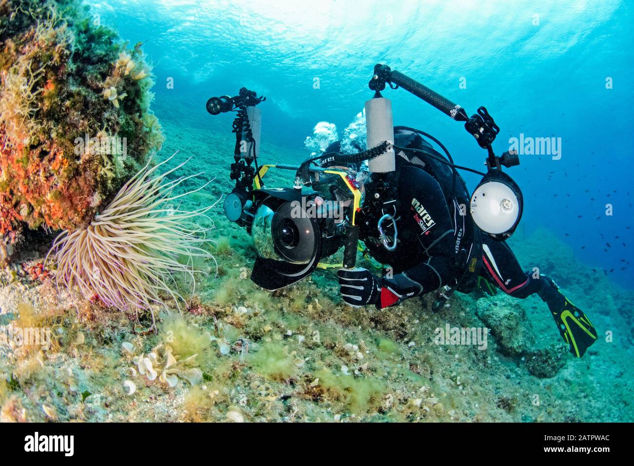 Snakelocks Anemone, Anemonia sulcata, photograher sous-marine, Croatie, mer Adriatique, mer Méditerranée, Océan Atlantique, MR Banque D'Images