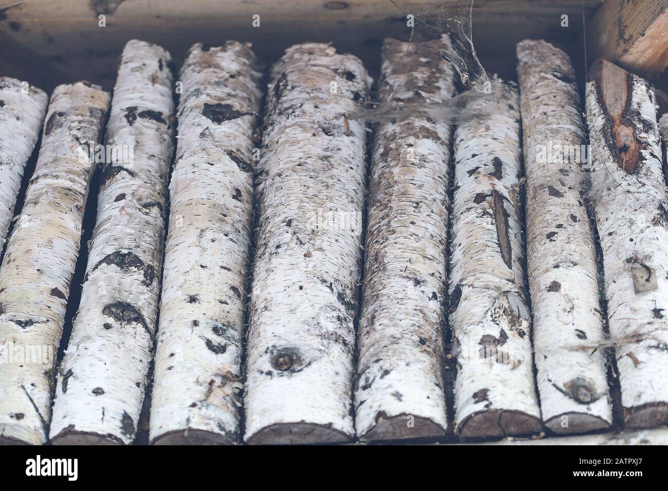 Pile de billes de bouleau fond en bois, gros plan Banque D'Images