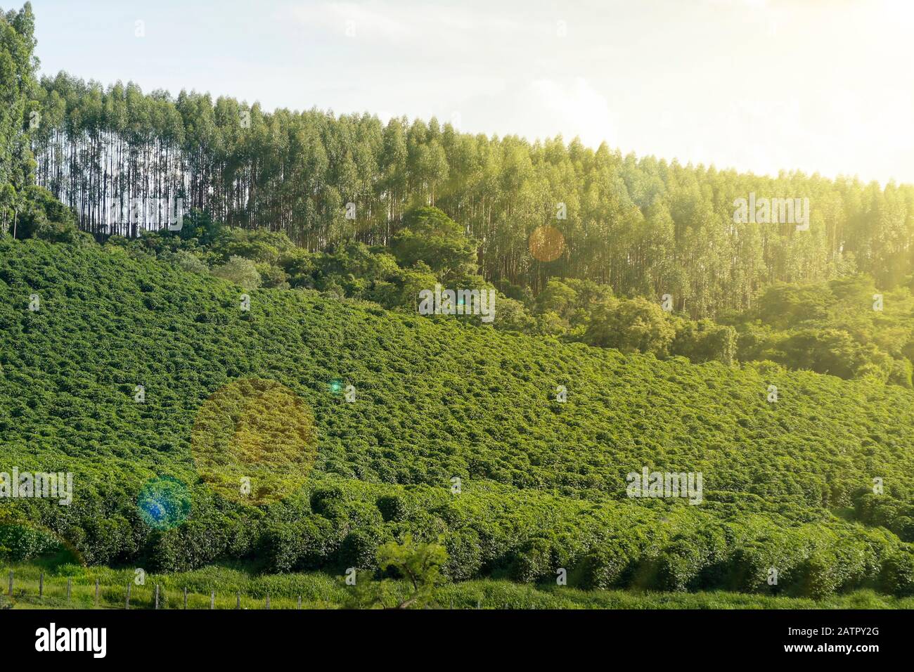 Ferme avec vue sur la plantation de café - Café à la ferme Brésil - Cafe do Brasil Banque D'Images