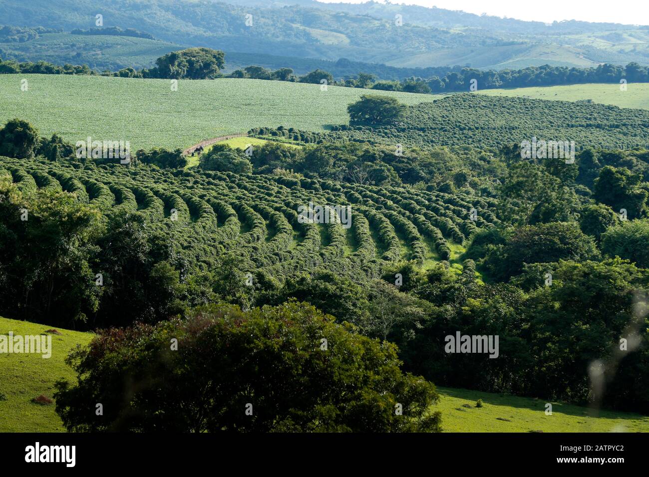 Ferme avec vue sur la plantation de café - Café à la ferme Brésil - Cafe do Brasil Banque D'Images