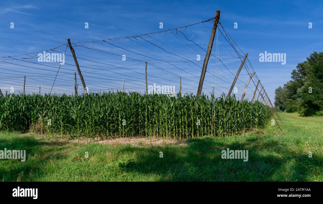 Champ de saut avec ciel bleu, heure d'été. Plantation de houblon. Les houblon sont les fleurs de la plante de houblon Humulus lupulus.cônes de houblon frais verts pour la fabrication de la bière Banque D'Images