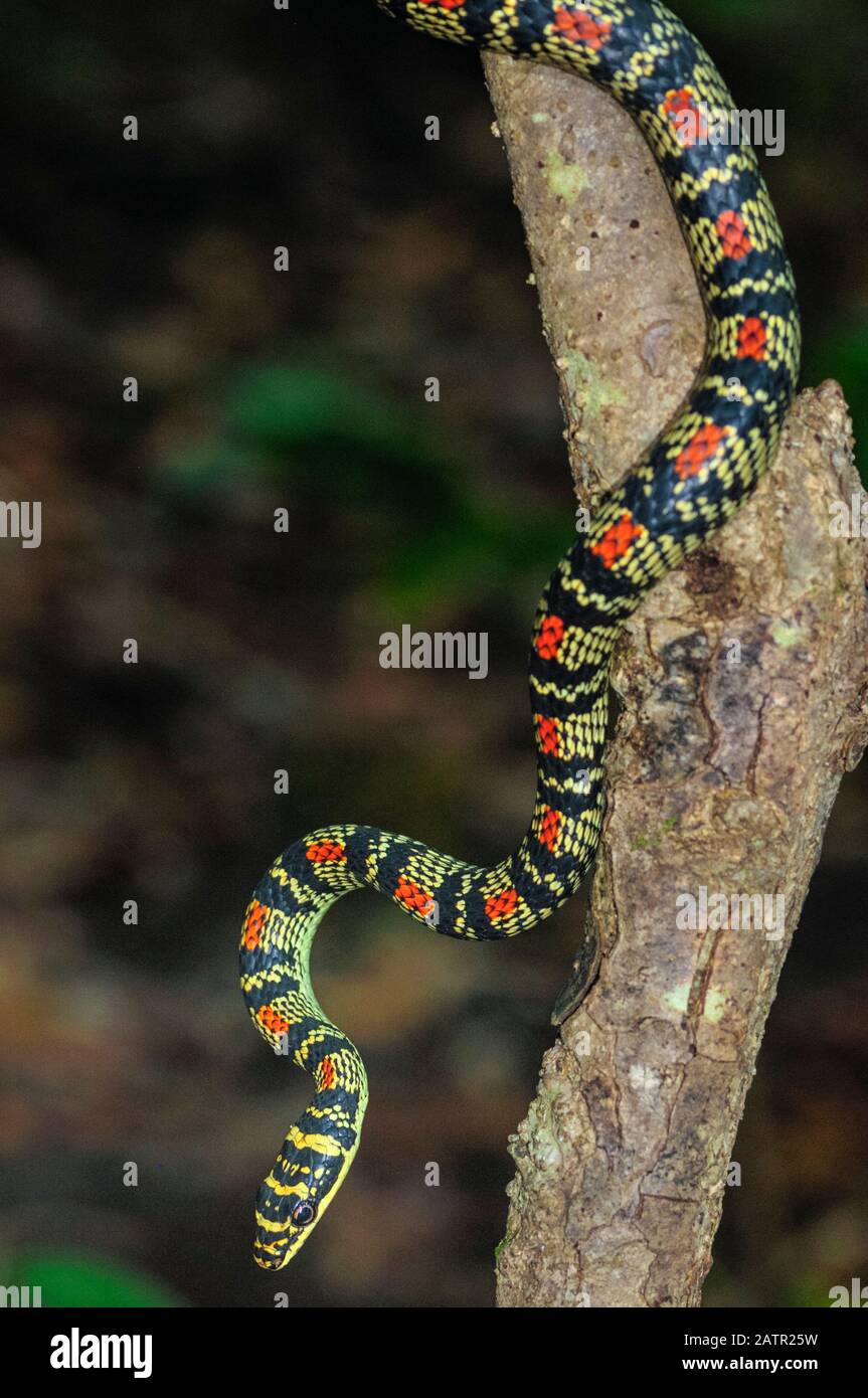 Serpent d'or; ou serpent volant orné , Chrysopelea ornata, Ghats occidentaux, chaîne de montagnes Sahyadri, site du patrimoine mondial de l'UNESCO, Goa, Inde Banque D'Images