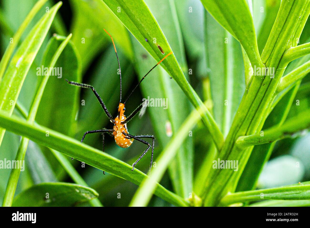 Insecte asassin de milkweed (Zelus longipes). Florianopolis, Santa Catarina, Brésil. Banque D'Images