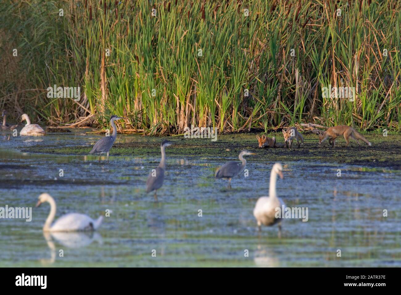 Trois curieux renards rouges juvéniles ( Vulpes vulpes) regardant les hérons gris et muets le long de la rive du lac et lit de roseau en été Banque D'Images