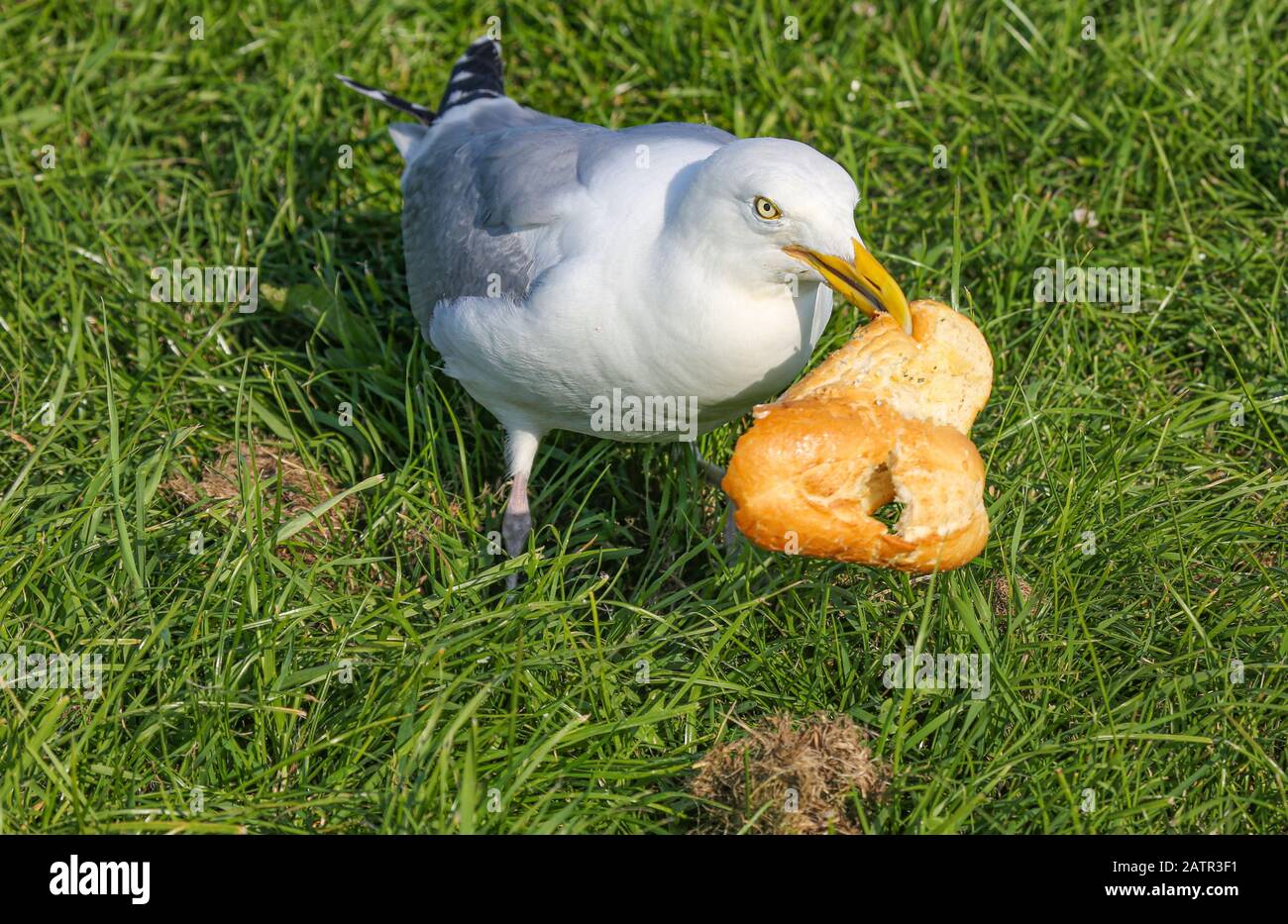 Les mouettes deviennent plus triches et ont perdu leur peur des humains. Mer Du Nord / Allemagne Banque D'Images