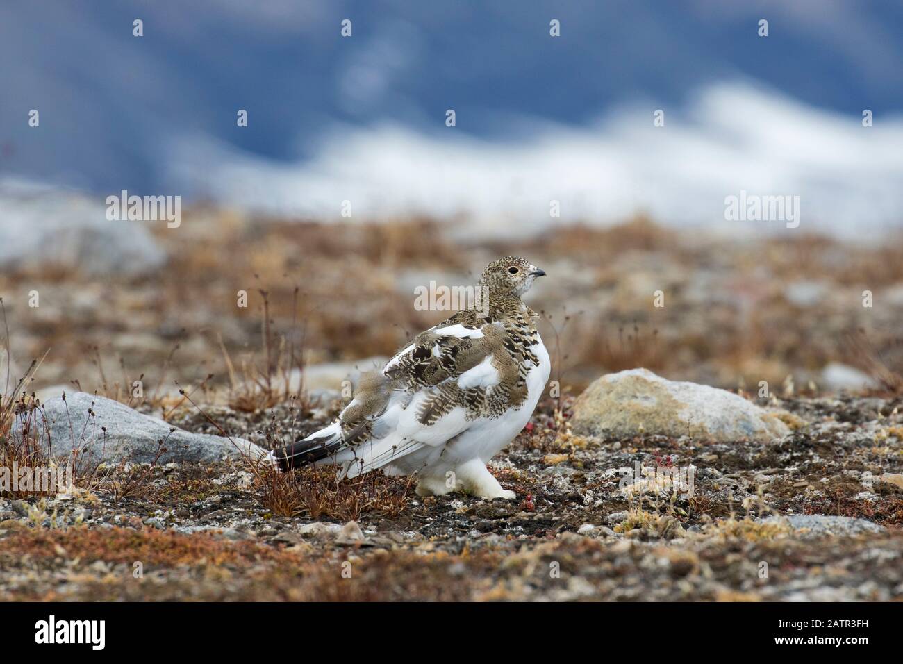 Rock ptarmigan (Lagopus muta / Lagopus mutus) femelle sur la toundra en automne, Svalbard / Spitsbergen, Norvège Banque D'Images