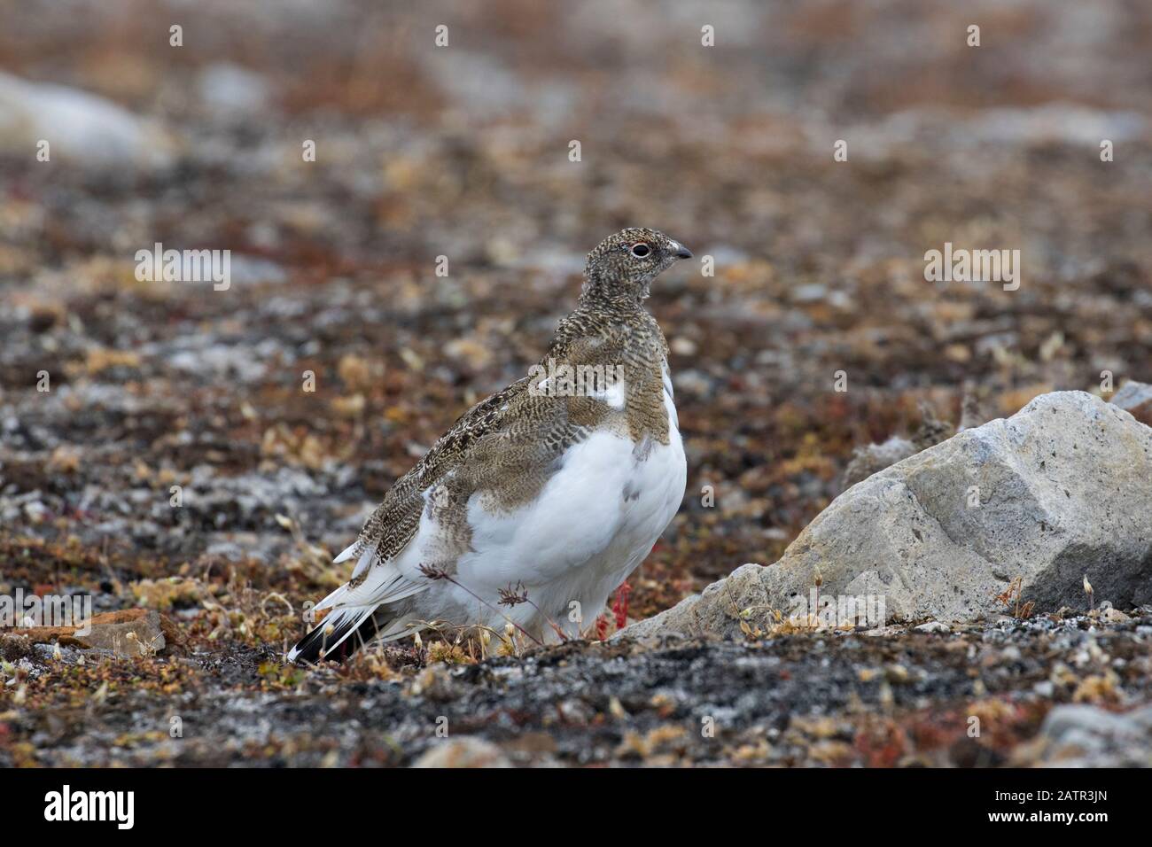 Rock ptarmigan (Lagopus muta / Lagopus mutus) femelle sur la toundra en automne, Svalbard / Spitsbergen, Norvège Banque D'Images
