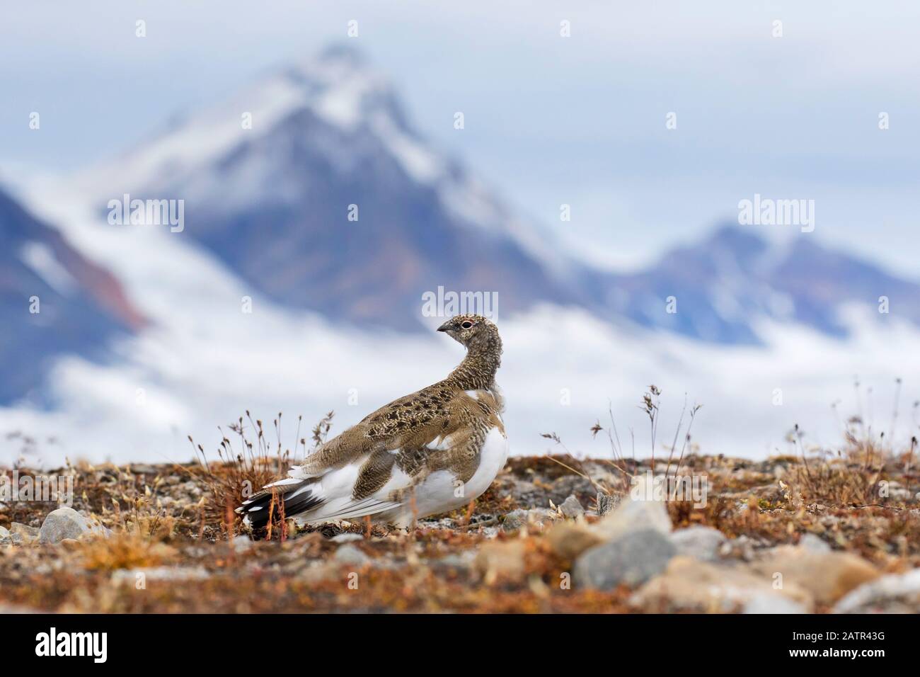 Rock ptarmigan (Lagopus muta / Lagopus mutus) femelle sur la toundra en automne, Svalbard / Spitsbergen, Norvège Banque D'Images