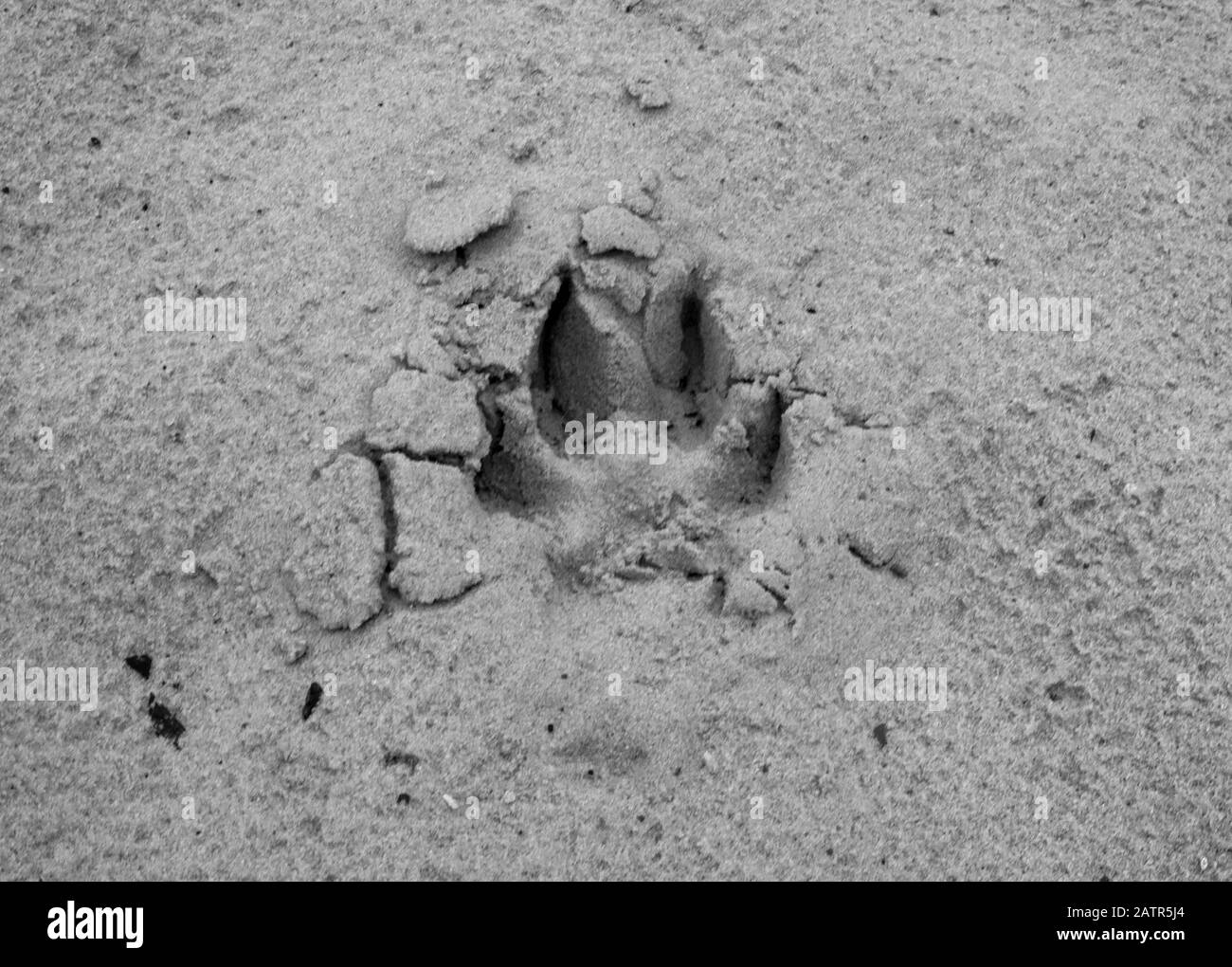 Piste ou empreinte de chien ou de loup sur le sable humide. Trace animale sur le sol Banque D'Images