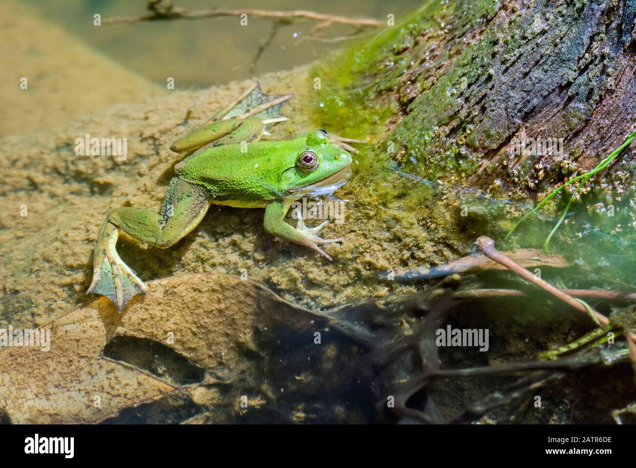 Euphlyctis hexadactylus grenouille vert indien, le Parc National de Sinharaja, Sri Lanka Banque D'Images