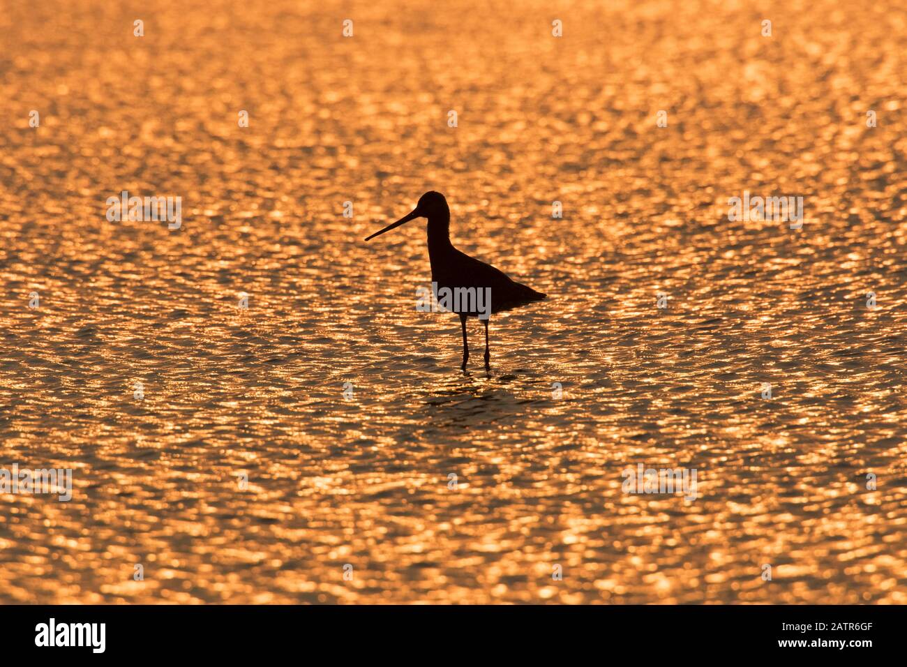 Silhouette de godwit à queue noire (Limosa limosa) se forant dans des eaux peu profondes au coucher du soleil Banque D'Images