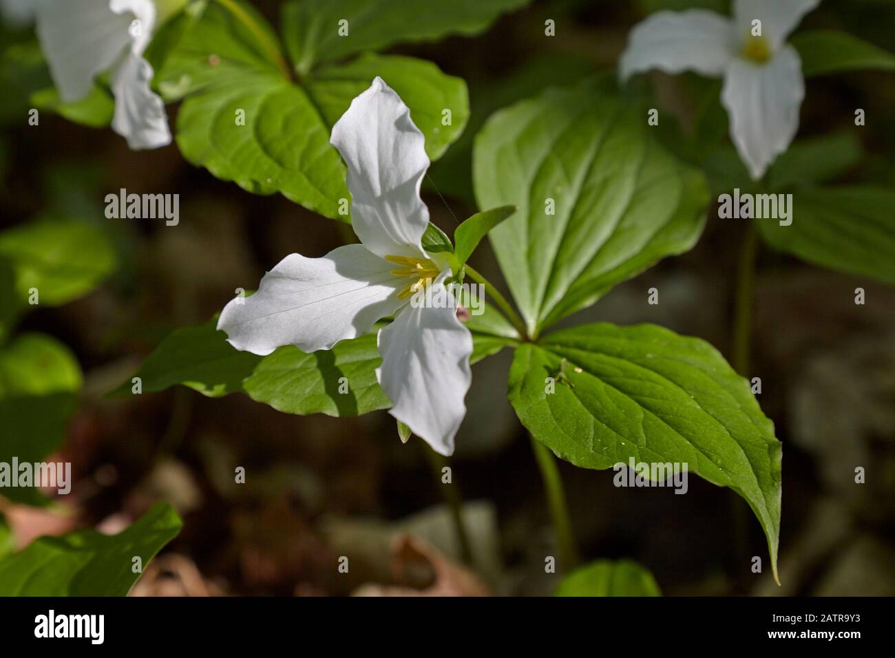 Un groupe de fleurs trillium avec quelques tournantes du blanc au violet Banque D'Images