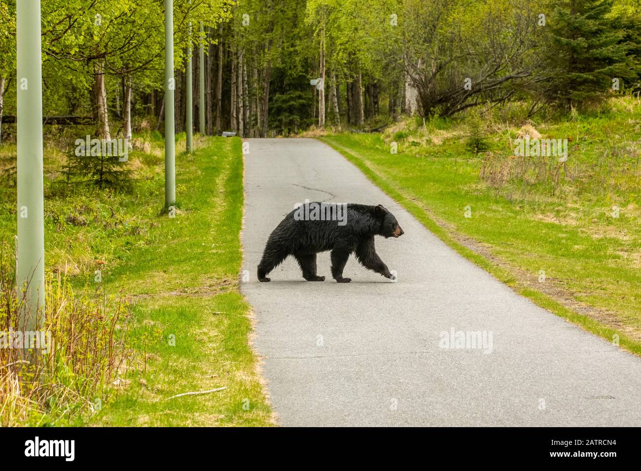 Un ours noir mature (Ursus americanus) traverse une piste cyclable dans le parc Kincaid à Anchorage, dans le centre-sud de l'Alaska Banque D'Images