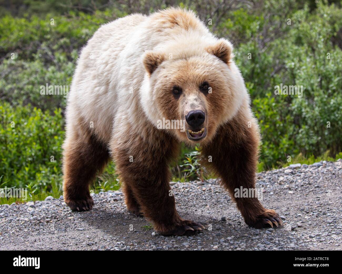 Un ours Grizzly de couleur claire (Ursus arctos horribilis) est le photographe qui est dans sa voiture.Les ours attirent les visiteurs ici... Banque D'Images