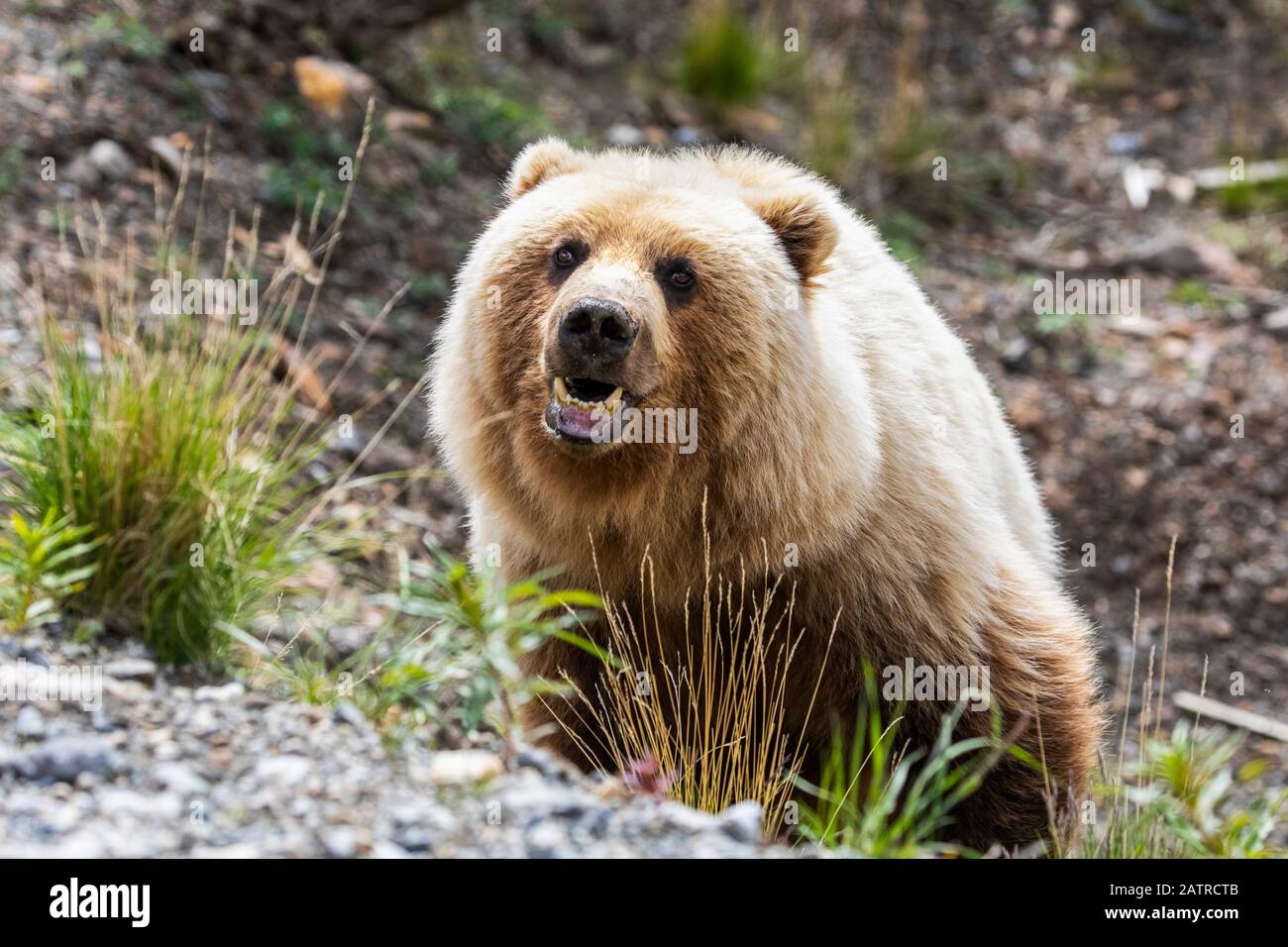 Un ours Grizzly de couleur claire (Ursus arctos horribilis) est le photographe qui est dans sa voiture.Les ours attirent les visiteurs ici... Banque D'Images